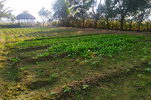 Organic Cultivation